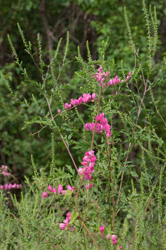 Antigonon leptopus #1